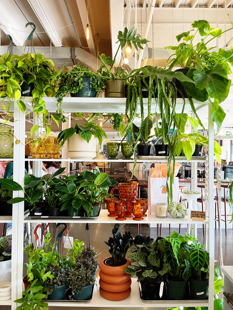 Houseplants